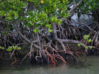 マングローブ
