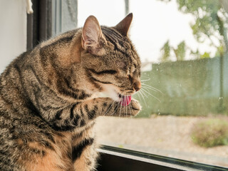 A cat is sitting on a window sill. Pet is tabby breed. Model is relaxed and comfortable and enjoys...