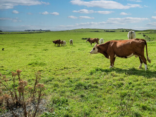 A herd of cows are grazing in a lush green field. The sky is clear and blue, warm sunny day....