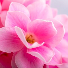 Close-up of delicate pink flowers