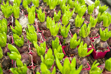 Hyacinth bulbs in the pots.