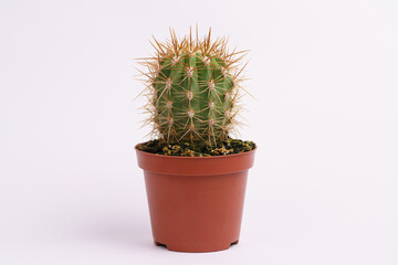 Cactus isolated on a white background. Horizontal view.