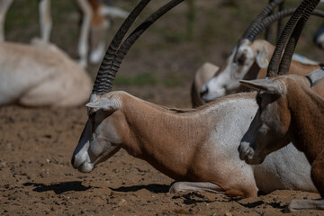 Herd of Scimitar-Horned Oryx Resting in the Sun