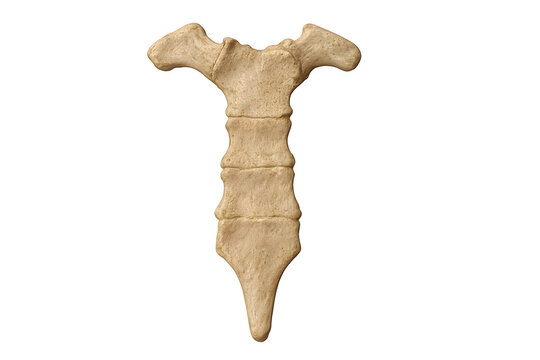 Human clavicle bones arranged side by side for anatomical or educational medical reference