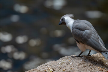 Elegant Bare-faced Go-away-bird with Beautiful Bokeh Background