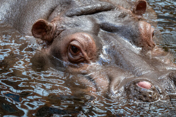 Fototapeta premium Close-Up Portrait of a Massive Hippopotamus in Water