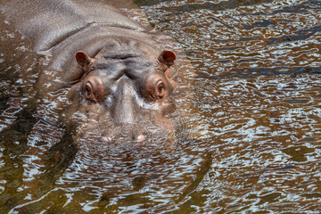 Fototapeta premium Close-Up Portrait of a Massive Hippopotamus in Water