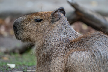 Calm Capybara: A Detailed Profile Portrait