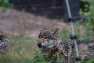 Wolf in Captivity: A Watchful Gaze Through a Fence