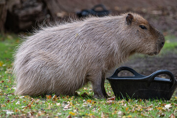 Capybara Standing by a Feeding Trough on a Grassy Lawn