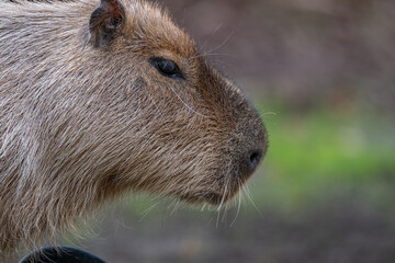 Capybara in Detail: An Extreme Close-Up Profile