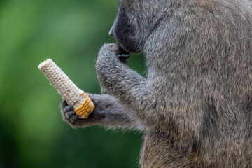 Obraz premium Baboon Enjoying a Corn on the Cob Snack