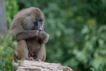 The Thinker: A Pensive Baboon in Contemplation
