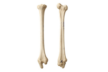Radius and ulna bones attached to elbow joint, aligned vertically for forearm anatomical reference