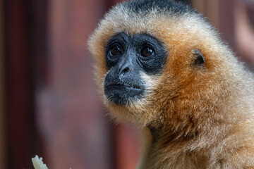 A Soulful Look: Intimate Portrait of a Lar Gibbon
