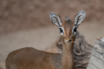 Adorable Kirk's Dik-Dik Antelope with Expressive Eyes