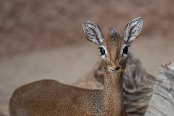 Adorable Kirk's Dik-Dik Antelope with Expressive Eyes