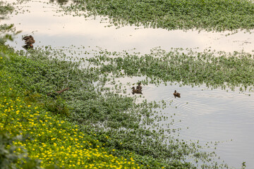 Ducks paddle calmly across a quiet pond in Salem, Oregon’s city parks.