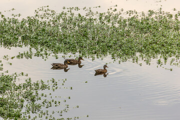 Along the Willamette River in Salem, ducks gather near the shoreline in the morning mist.