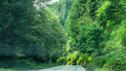 A bright yellow school bus approaches a quiet bus stop nestled among tall trees and dense forest