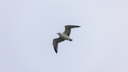 A seagull soars gracefully above the sandy Oregon beach, gliding on the coastal breeze.