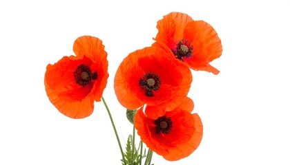 Obraz premium Close-up of four vibrant red poppies