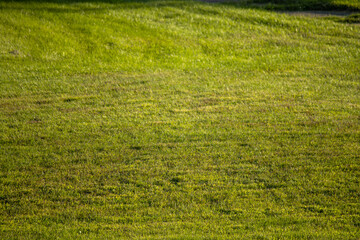 A lush, green lawn in the sunshine