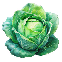 Fototapeta premium Watercolor Fresh green cabbage isolated on transparent background