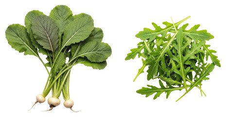 Fresh turnip greens and arugula sit on a png background. Healthy eating, organic produce, vegan food, natural ingredients.