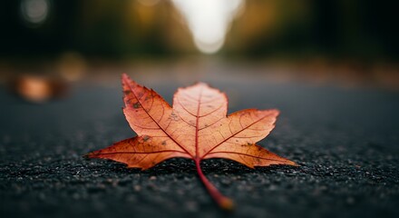 Solitary Leaf on Asphalt: A Study in Autumnal Texture and Light Distribution