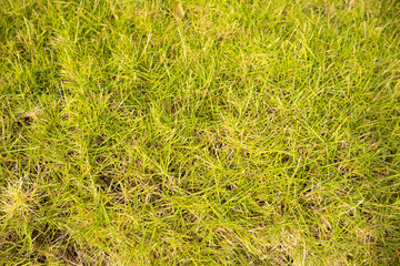 Grass texture from ground perspective