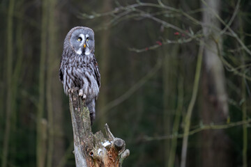 Great Grey Owl Perched on a Tree in a Forest