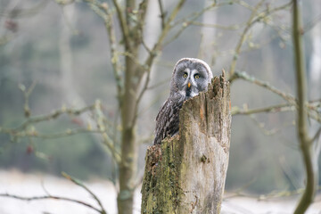 Great Grey Owl Perched on a Tree Stump in a Forest Setting