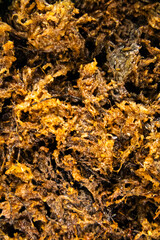 Moss texture background in nature