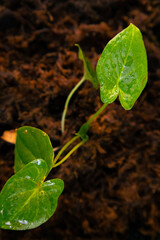 Young green plant growing in moist soil with water drops