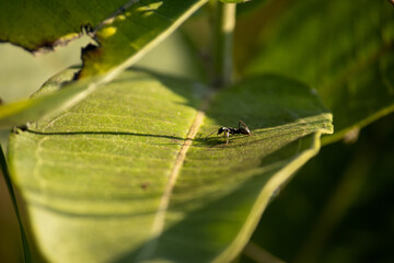 A black ant casting a shadow on a green leaf in the sunshine