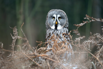 Majestic Great Grey Owl Perched Among Forest Branches in Natural Habitat