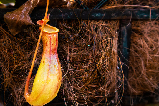 Tropical Pitcher Plant Nepenthes close-up with natural background - Powered by Adobe