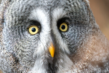 Detailed Close-Up of Great Gray Owl Bright Eyes and Feather Texture