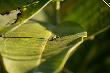 A black ant on a milkweed leaf in the sun