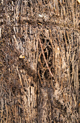 Palm tree trunk texture close up
