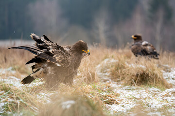 Majestic Eagles in Snowy Grassland with Focus on Resplendent Plumage Details