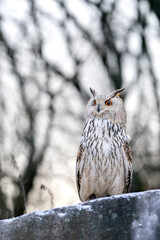 Majestic Snowy Owl Perched Against a Winter Forest Background