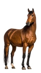 Obraz premium Horse standing, looking sideways