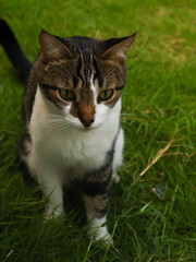 Close-up of a domestic cat with tabby and white fur sitting on green grass, looking alert and curious