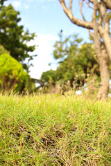 Grass field with blurred trees background