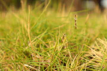 Close up of grass blades in sunlight