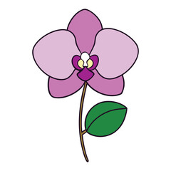 Orchid Flowers White Background Vector Art