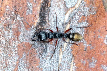 Australian bull ant species with metallic abdomen
