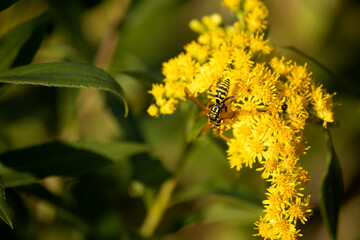 close up of yellow flowers with a wasp pollinator